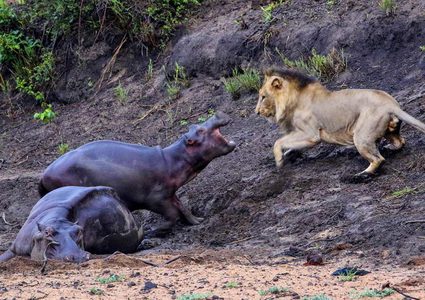 صغير فرس النهر يهاجم أسدا جائعا لإنقاذ أمه!