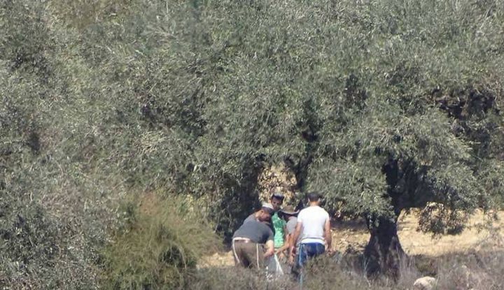 مستوطنون يسرقون ثمار الزيتون جنوب نابلس
