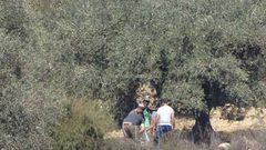 مستوطنون يسرقون ثمار الزيتون جنوب نابلس