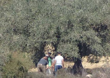 مستوطنون يسرقون ثمار الزيتون جنوب نابلس