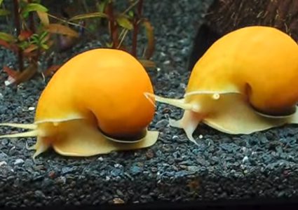 الحلزون يدمر محاصيل الأرز في أوروبا