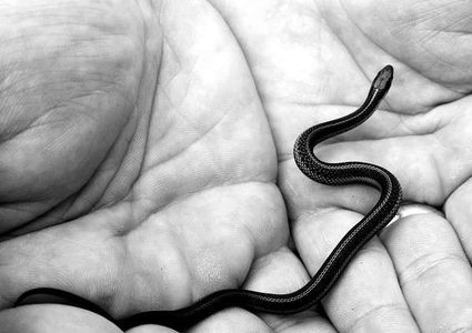 استخدام الدم البشري لعلاج إحدى أخطر لدغات الأفاعي!