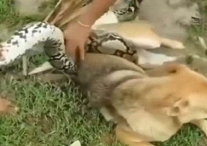أطفال يصارعون ثعبانا قاتلا "عانق" كلبا! (فيديو)