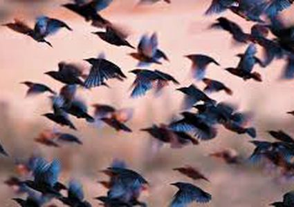 طيور "سُكارى" تثير الفوضى في مدينة أمريكية