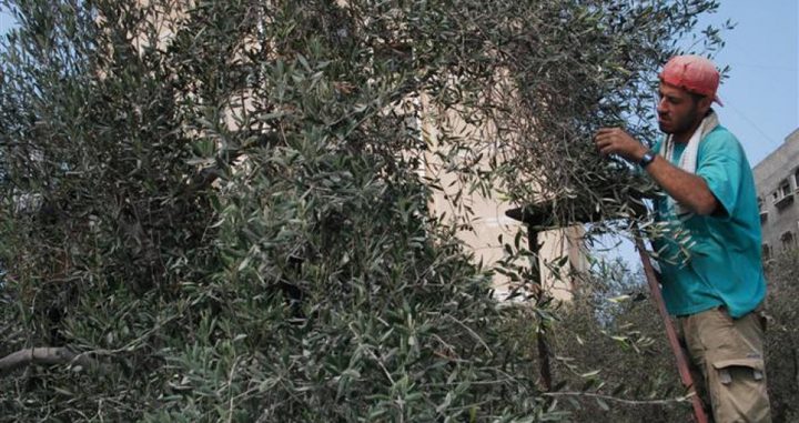 دعوات لحماية موسم الزيتون أمام تصاعد الاعتداءات
