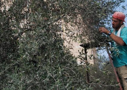 دعوات لحماية موسم الزيتون أمام تصاعد الاعتداءات