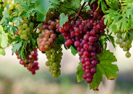 الكشف عن فوائد غير متوقعة للعنب