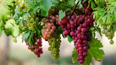 الكشف عن فوائد غير متوقعة للعنب