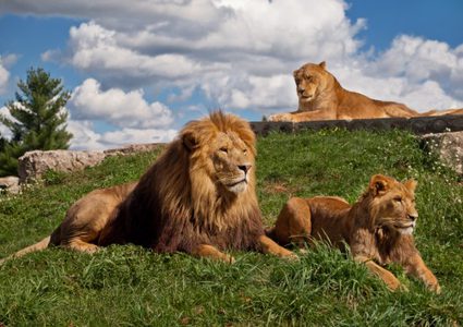 فيروس خطير يقتل 23 أسداً في الهند