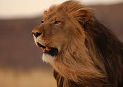 فيروس نادر يقتل 23 أسدا في الهند