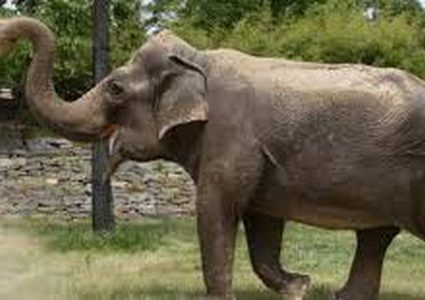 فيل هائج "يسحق" سيارة مليئة بالسياح!