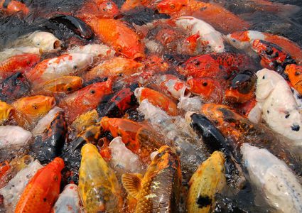 أغلى سمكة "كوي كارب" في العالم