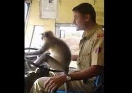 قرد يقود حافلة وهذا عقاب السائق