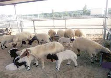 السعودية تعاقب "المسيئين" للماشية بغرامات مالية