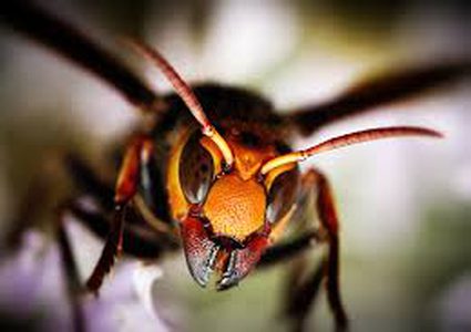 الدبّور الياباني يفتك بـ 12 مليون "ضحية" في تركيا