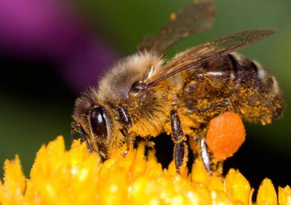 السجن لقاتل "النحل" في دولة أوروبية