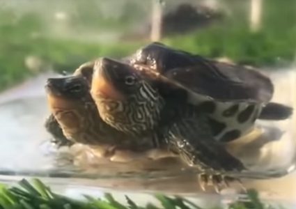 محمية صينية تعرض سلحفاة غريبة برأسين! (فيديو)