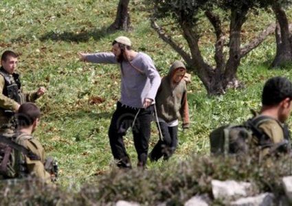 مستوطنون يقتلعون أشجاراً مثمرة غرب سلفيت