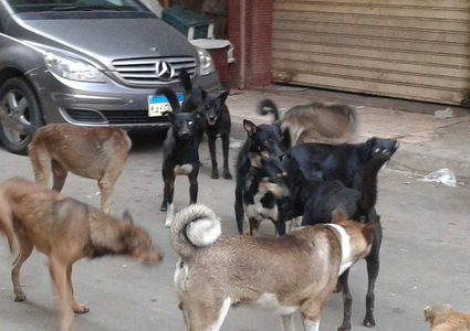 مصر ستُصدّر الكلاب الضالة الى كوريا