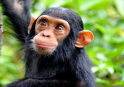 قرد يثير الجدل في الهند بقيادته حافلة ركاب!