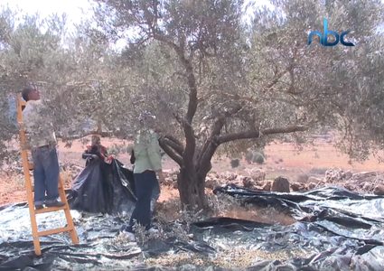 موسم قطف الزيتون يشهد اعتداءات من قبل الاحتلال