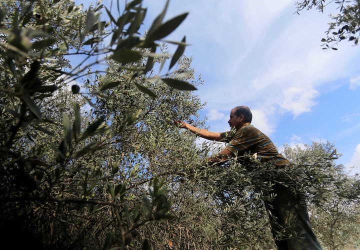 رجل فلسطيني يلتقط الزيتون خلال موسم الحصاد في مزرعة في دير البلح بوسط قطاع غزة.