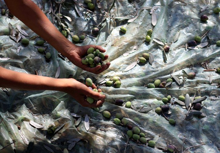 رجل فلسطيني يلتقط الزيتون خلال موسم الحصاد في مزرعة في دير البلح بوسط قطاع غزة.