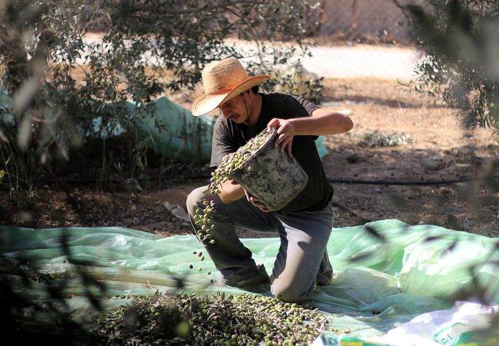 رجل فلسطيني يلتقط الزيتون خلال موسم الحصاد في مزرعة في دير البلح بوسط قطاع غزة.