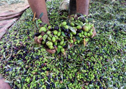 رجل فلسطيني يلتقط الزيتون خلال موسم الحصاد في مزرعة في دير البلح بوسط قطاع غزة.
