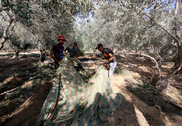 رجل فلسطيني يلتقط الزيتون خلال موسم الحصاد في مزرعة في دير البلح بوسط قطاع غزة.