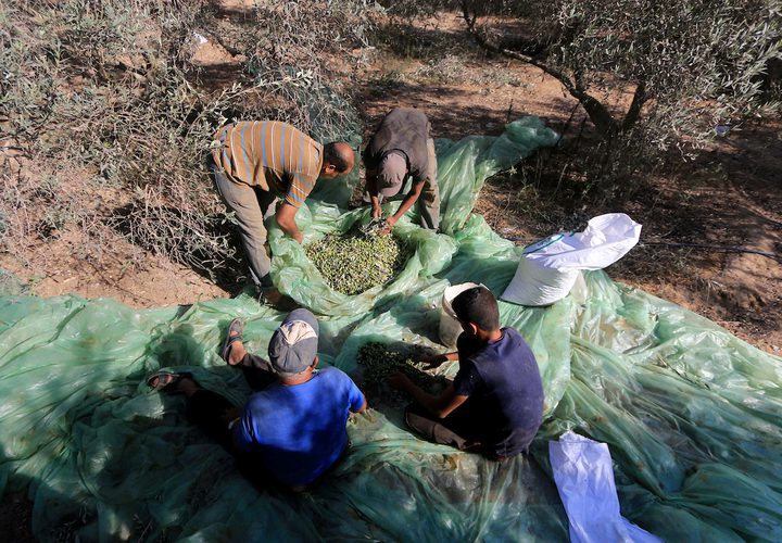 رجل فلسطيني يلتقط الزيتون خلال موسم الحصاد في مزرعة في دير البلح بوسط قطاع غزة.