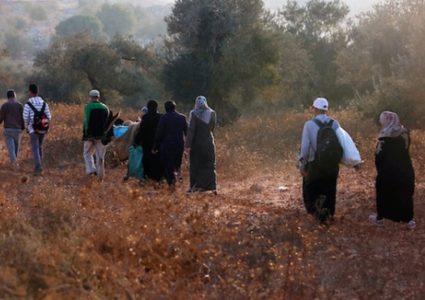 مزارعون فلسطينيون يلتقطون الزيتون في مزارع خلال موسم حصاد بالقرب من مستوطنة أرييل الإسرائيلية في مدينة سلفيت بالضفة الغربية المحتلة، بعد أن سمحت لهم السلطات الإسرائيلية بجمع الزيتون لعدة أيام محدودة.