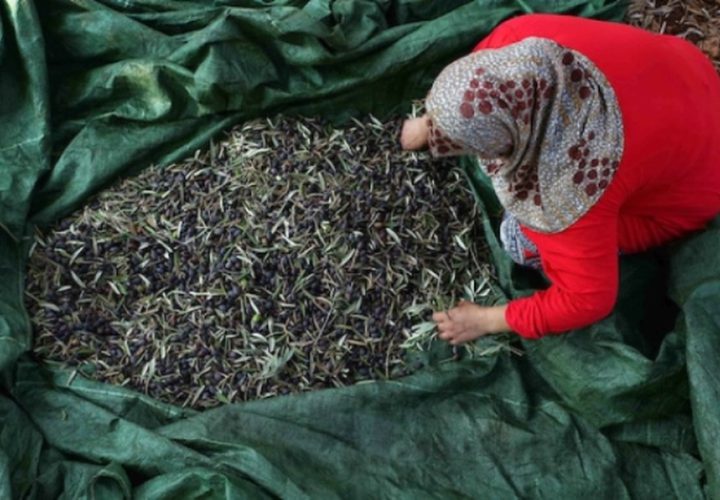 مزارعون فلسطينيون يلتقطون الزيتون في مزارع خلال موسم حصاد بالقرب من مستوطنة أرييل الإسرائيلية في مدينة سلفيت بالضفة الغربية المحتلة، بعد أن سمحت لهم السلطات الإسرائيلية بجمع الزيتون لعدة أيام محدودة.