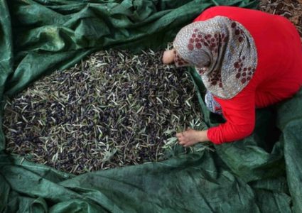 مزارعون يلتقطون الزيتون خلال موسم الحصاد في سلفيت