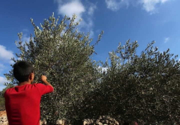 مزارعون فلسطينيون يلتقطون الزيتون في مزارع خلال موسم حصاد بالقرب من مستوطنة أرييل الإسرائيلية في مدينة سلفيت بالضفة الغربية المحتلة، بعد أن سمحت لهم السلطات الإسرائيلية بجمع الزيتون لعدة أيام محدودة.