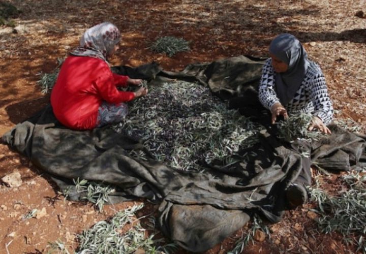 مزارعون فلسطينيون يلتقطون الزيتون في مزارع خلال موسم حصاد بالقرب من مستوطنة أرييل الإسرائيلية في مدينة سلفيت بالضفة الغربية المحتلة، بعد أن سمحت لهم السلطات الإسرائيلية بجمع الزيتون لعدة أيام محدودة.