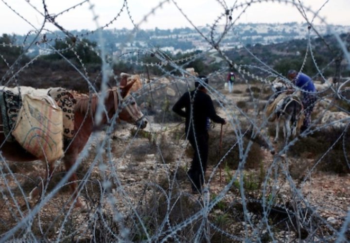 مزارعون فلسطينيون يلتقطون الزيتون في مزارع خلال موسم حصاد بالقرب من مستوطنة أرييل الإسرائيلية في مدينة سلفيت بالضفة الغربية المحتلة، بعد أن سمحت لهم السلطات الإسرائيلية بجمع الزيتون لعدة أيام محدودة.