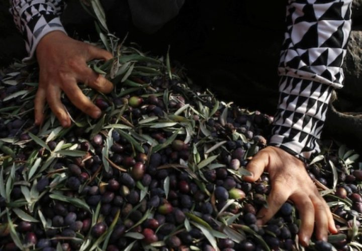 مزارعون فلسطينيون يلتقطون الزيتون في مزارع خلال موسم حصاد بالقرب من مستوطنة أرييل الإسرائيلية في مدينة سلفيت بالضفة الغربية المحتلة، بعد أن سمحت لهم السلطات الإسرائيلية بجمع الزيتون لعدة أيام محدودة.
