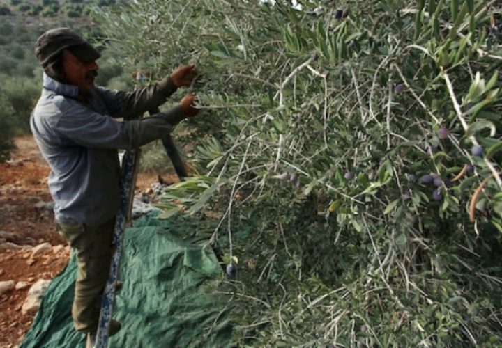 مزارعون فلسطينيون يلتقطون الزيتون في مزارع خلال موسم حصاد بالقرب من مستوطنة أرييل الإسرائيلية في مدينة سلفيت بالضفة الغربية المحتلة، بعد أن سمحت لهم السلطات الإسرائيلية بجمع الزيتون لعدة أيام محدودة.