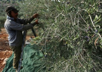 مزارعون فلسطينيون يلتقطون الزيتون في مزارع خلال موسم حصاد بالقرب من مستوطنة أرييل الإسرائيلية في مدينة سلفيت بالضفة الغربية المحتلة، بعد أن سمحت لهم السلطات الإسرائيلية بجمع الزيتون لعدة أيام محدودة.