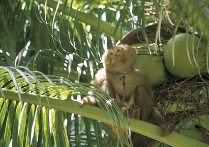 سعدان يقتل سيدة بثمرة جوز هند