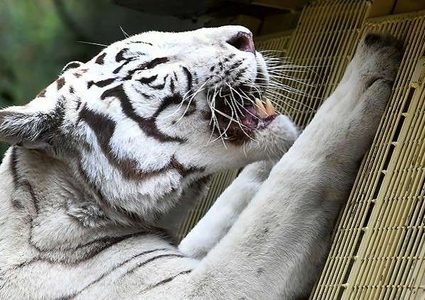 نمر يمزق عنق موظف حديقة حيوان حتى الموت!