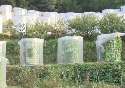 الصين تزرع الخضروات بتقنية "3D" دون تربة! (فيديو)