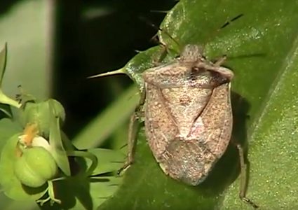 حشرات كريهة الرائحة تغزو ولاية أمريكية