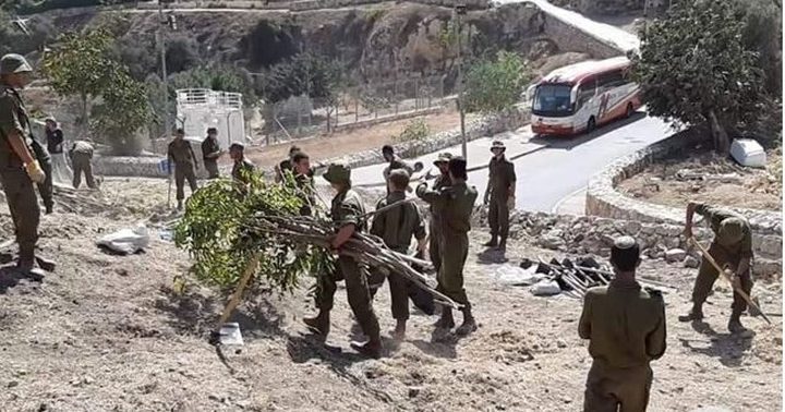 جنود الاحتلال يقتلعون الاشجار في وادي الربابة