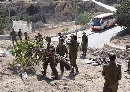 جنود الاحتلال يقتلعون الاشجار في وادي الربابة
