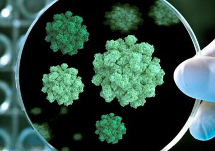 علماء يحذرون من انتشار مرض الجدري مجددا