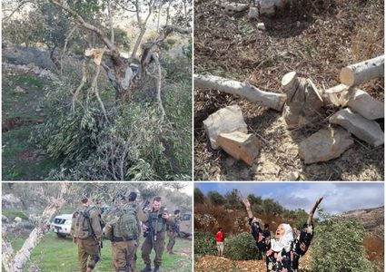 سرقة الزيتون....كرة الإرهاب تتدحرج