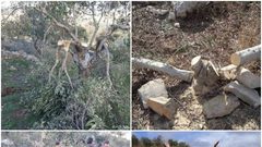 سرقة الزيتون....كرة الإرهاب تتدحرج