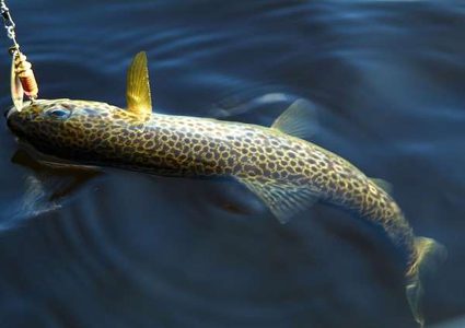 لماذا تمنع إعادة الأسماك إلى المياه بعد صيدها؟